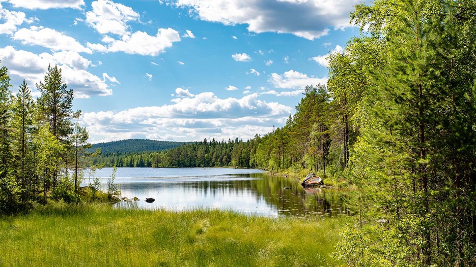Svensk sjö med skog runtom