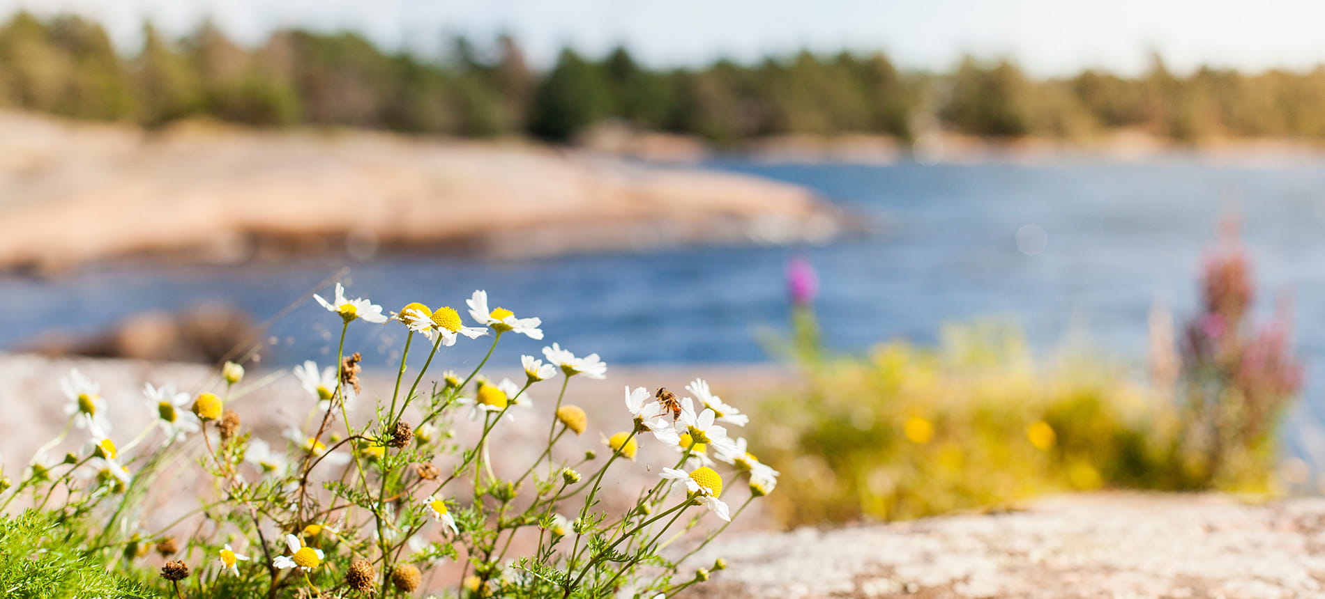 Sommarmiljö